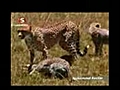 Aslanlar ve italar Safari belgesel | BahVideo.com