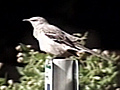 Mockingbird on Attack | BahVideo.com