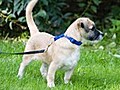 How to leash train your puppy | BahVideo.com