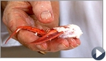 How to Crack Lobster Claws | BahVideo.com