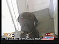 Deputies Defend Shooting Killing Of Dog | BahVideo.com