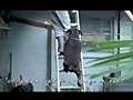 Dog Chase Up a Ladder  | BahVideo.com