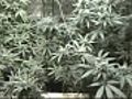 Maine names companies to run marijuana  | BahVideo.com