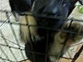 GERMAN SHERPERD PUPPIES FOR SALE IN  | BahVideo.com
