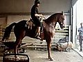 Dancing horse | BahVideo.com