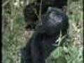 Ebola could make gorillas extinct | BahVideo.com