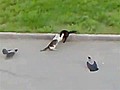 Confusing Cat Crow Fight | BahVideo.com