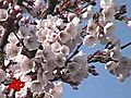 Cherry Blossom Fest time in Washington | BahVideo.com
