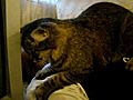 Massaging Cat unbelievable  | BahVideo.com