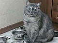 Cat Not Interested In Diet | BahVideo.com