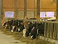 Technisches Fett im Tierfutter | BahVideo.com