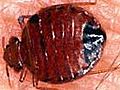 Bedbug Control without Pesticides | BahVideo.com