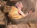 Israeli Zoo Welcomes Birth of a Female Orange  | BahVideo.com