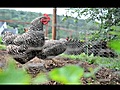 Chickens and gardening for relaxation | BahVideo.com