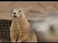 Natural World - Prairie Dogs Talk Of The Town 2010  | BahVideo.com