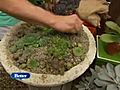 Succulents | BahVideo.com