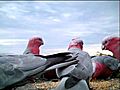 Galah Group - Rose-breasted Cockatoos | BahVideo.com