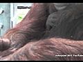 Urangatangs Urangutan and Baby clinging on breast feeding at Melbourne Zoo 29JAN11 | BahVideo.com