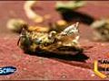 Warum sterben Bienen aus  | BahVideo.com