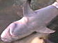 Shark Week Shark Sex | BahVideo.com