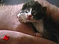 Two Head Kitten V | BahVideo.com