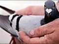 AUDIO Are pigeons beautiful birds or vermin  | BahVideo.com