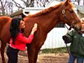 Horse Therapy | BahVideo.com