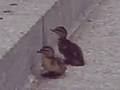 Ducks Can t Get Up Stairs | BahVideo.com