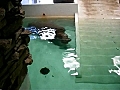 Hippo Poops Underwater | BahVideo.com