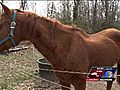 Equine Rescue League looks for help as rescues  | BahVideo.com