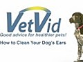 How to Clean Your Dog s Ears - VetVid Episode 003 | BahVideo.com