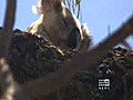 Concerns for cyclone-affected koalas | BahVideo.com