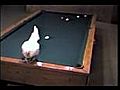 un poulet joue au billard | BahVideo.com