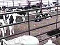 Veal calf raising now  | BahVideo.com