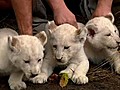 1 2 3 White Lions Cubs | BahVideo.com