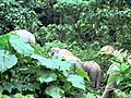 Asian Elephants seen while herping through  | BahVideo.com