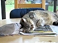 Annoying Bird And Most Patient Cat | BahVideo.com