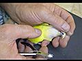 Lovebird Care Major Beak Trim for Lovebird Calmed without Drugs | BahVideo.com