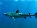 Contacto con un tibur n tigre | BahVideo.com