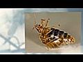 347-566-7012 Queens Bed Bug Exterminating Pest  | BahVideo.com