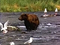 Bear and Nature | BahVideo.com