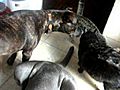 Neopolitan Mastiff with his cats June 2010 | BahVideo.com
