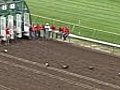 Weiner Dog Races at the Horsetrack | BahVideo.com