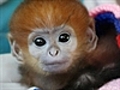 Aussie hand-raised monkey | BahVideo.com