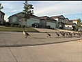 Geese jogging down the road | BahVideo.com