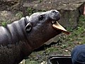 Paul The Baby Hippo | BahVideo.com