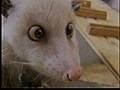 Hot Shots Possum Prognostication | BahVideo.com