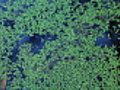 Duckweed pond | BahVideo.com