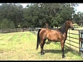 ETERNELL GOLD SRA - 2004 Arabian mare - for sale  | BahVideo.com