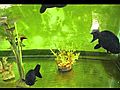 Rare Goldfish Black Thai Ranchu | BahVideo.com